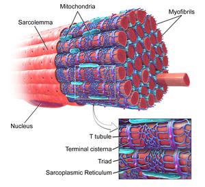 Blausen 0801 SkeletalMuscle.png