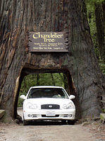 CarRedwoodLeggett01-05.jpg