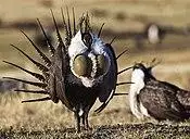 Greater sage-grouse (Centrocercus urophasianus).jpg