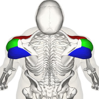 Back