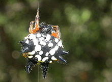 Austracantha minax 1 cropped.jpg