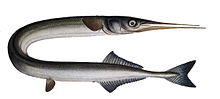 Belone belone1.jpg