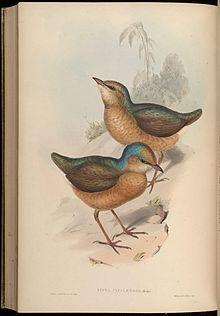 BirdsAsiaJohnGoVGoul 0324.jpg