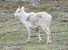 Dall Sheep Ewe (0968efe1-d032-4834-bada-bb862e09ddfb).jpg
