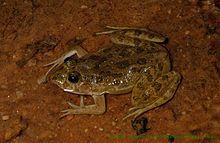 Euphlyctis cyanophlyctus fem sal.jpg