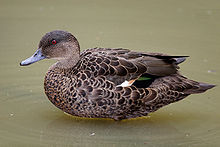 Female Chestnut Teal duck.jpg