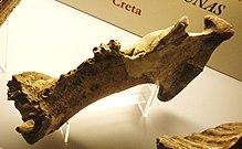 Hippopotamus pentlandi 3.JPG