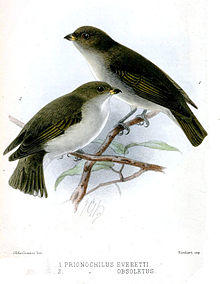 Prionochilus Keulemans.jpg