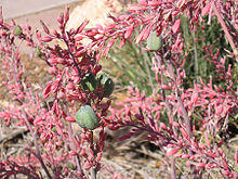 Red yucca 1.jpg