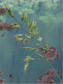 Zachte dravik in bloei Bromus mollis.jpg