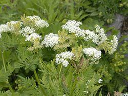 Apiaceae - Myrrhis odorata.JPG