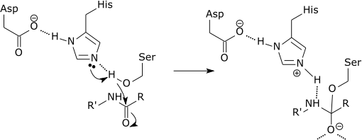 Serine protease catalysis.png