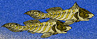 Rhamphodopsis threiplandi.jpg