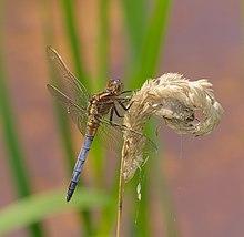 2014.07.18.-16-Schwarzbach Woellnau--Kleiner Blaupfeil-Maennchen.jpg