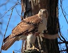 Buteo jamaicensis -John Heinz National Wildlife Refuge at Tinicum, Pennsylvania, USA-8.jpg