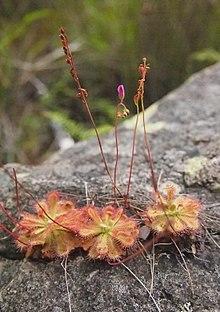 Drosera burmanni habit.jpg