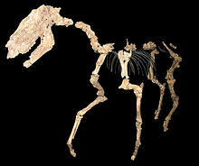 Hipparion laromae - La Roma 2, Alfambra, Teruel, Spain - Dinópolis.jpg