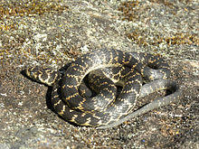 Hoplocephalus bungaroides.jpg