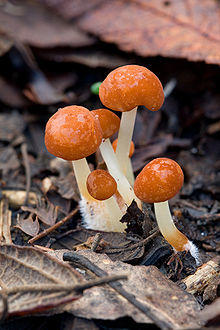 Marasmius elegans.jpg