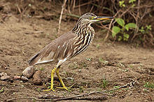 Pond-Heron-Ardeola-grayii.jpg