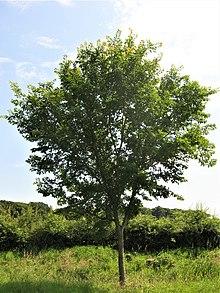 Ulmus 'Morton Glossy' = TRIUMPH, Champion, Boarhunt Mill 2019.jpg