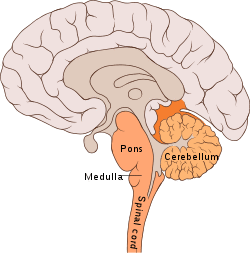 Brain bulbar region.svg