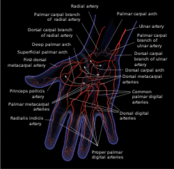 Hand arteries.svg