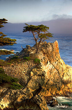 The Lone Cypress, a natural icon of the community, as seen by residents and more often tourists from 17-Mile Drive