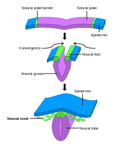 Neural crest.svg