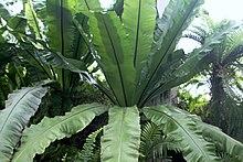 Bird nest fern in doors.jpg