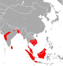 Cantor's Roundleaf Bat area.png