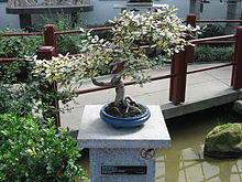 Elaeagnus pungens - JBM.jpg