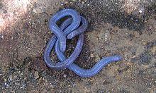 Iberian worm lizard.jpg