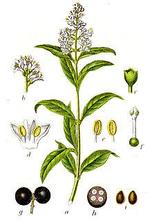 Ligustrum vulgare Sturm1.jpg