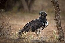 Martial Eagle at Samburu.jpg