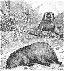 PSM V40 D672 The new mammal notoryctes typhlops.jpg