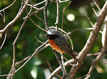 Phoenicurus phoenicurus San Michele all'Adige.jpg