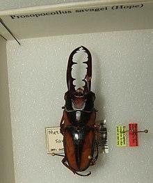 Prosopocoilus savagei sjh.jpg