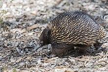 Short-beaked echidna in ANBG.jpg