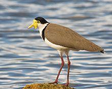 Vanellus miles novaehollandiae.jpg