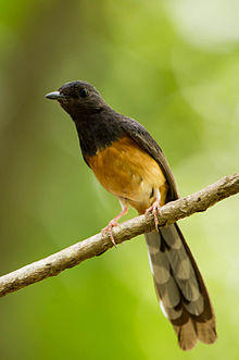 White-Rumped Shama.jpg
