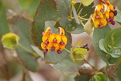 Daviesia cordata gnangarra 01.JPG