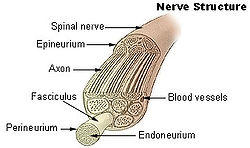 Illu nerve structure.jpg