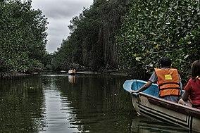 Manglares de Tumbes by boat.jpg