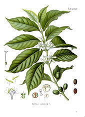Illustration of a single branch of a plant. Broad, ribbed leaves are accented by small white flowers at the base of the stalk. On the edge of the drawing are cutaway diagrams of parts of the plant.