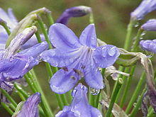 Agapanthus africanus1.jpg