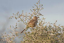Bendires Thrasher (Toxostoma bendirei) (6960355495).jpg
