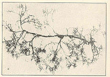 Brongniartella mucronata.jpg