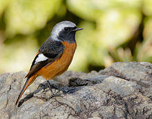 Daurian redstart at Daisen Park in Osaka, January 2016.jpg
