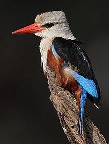Flickr - Rainbirder - Grey-headed Kingfisher (Halcyon leucocephala), crop.jpg